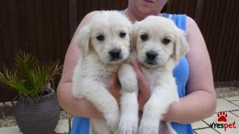 Ράτσα: Γκόλντεν Ριτρίβερ - Golden Retriever | Ηλικία: 3 μηνών | Φύλο: Θηλυκό | Αρ. Microchip: 98367286490267 | Ιδιώτης | Εκπαιδευμένο | Pedigree | Περιοχή: Αθήνα, Αττική